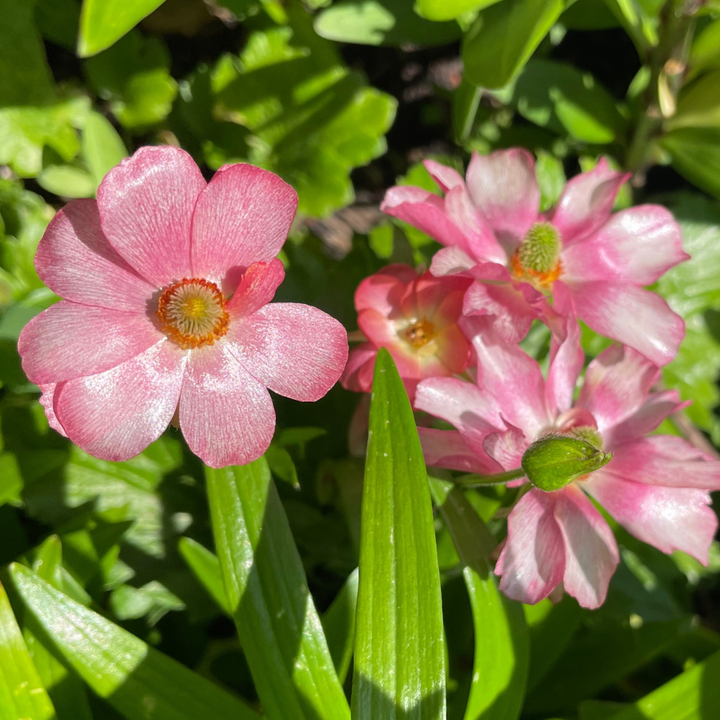 Charming cluster of pink Lycia Butterfly Ranunculus flowers flaunting their exquisite charm, an ideal choice for event floral arrangements by The Happy Hour Flowers.