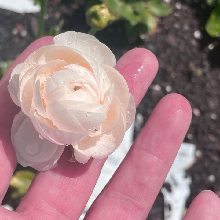 Clone Ranunculus Corms; Egalatine- Pack of 5