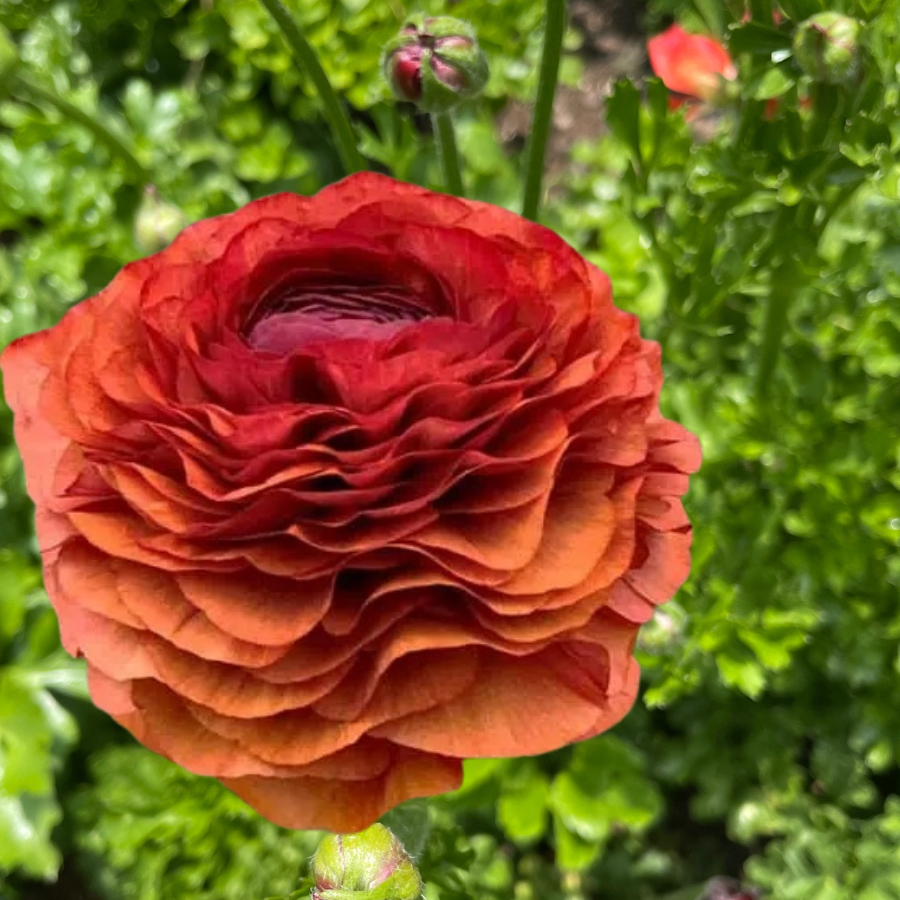 a close up of a red flower in a garden