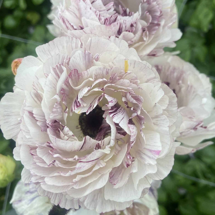 a close up of a pink and white flower
Brushmark Galthie