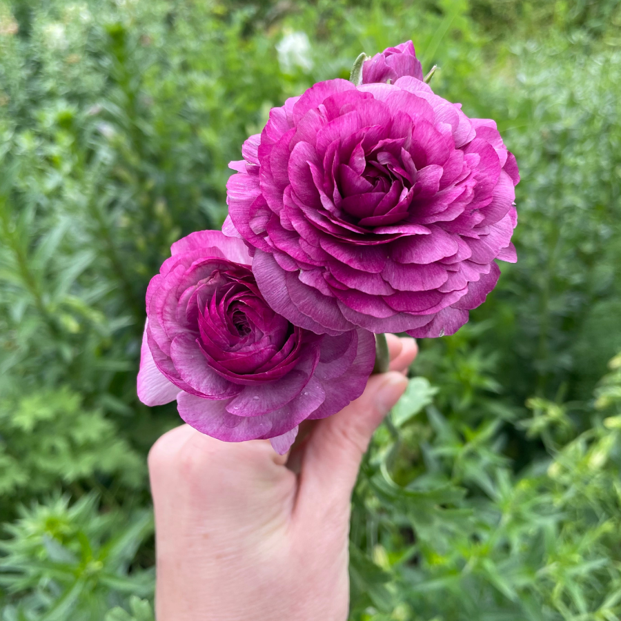 Elegance Ranunculus Malva, Pack of 10