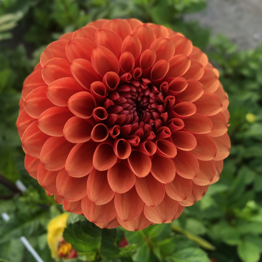 Top-down view of a beautiful Brown Sugar Dahlia flower, highlighting its stunning amber and copper hues. This captivating image illustrates the Tangerine Dream Dahlia Tuber from The Happy Hour Flowers, showcasing its status as a colorful and best-selling dahlia variety. Ideal for gardening enthusiasts, this easy-to-grow plant adds a touch of charm to any plant collection and brightens up outdoor spaces.