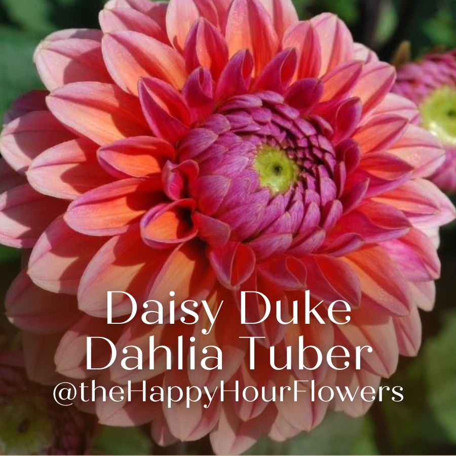 An elegant image featuring a blooming Daisy Duke Dahlia flower with pink and orange petals, overlaid with text branding the Daisy Duke Dahlia Tuber from The Happy Hour Flowers.