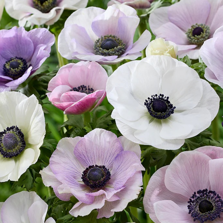 Carmel and Galilee Pastel Anemone Mix; Pack of 20