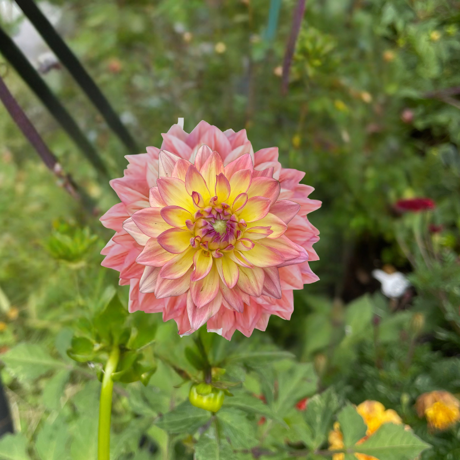 Unique perspective of Wanda's Aurora Dahlia Tuber from The Happy Hour Flowers, highlighting the intricate layers of pink and yellow petals in this large dinner plate dahlia.