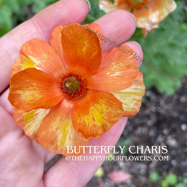 Butterfly Ranunculus Corms; Phosphorus - Pack of 5