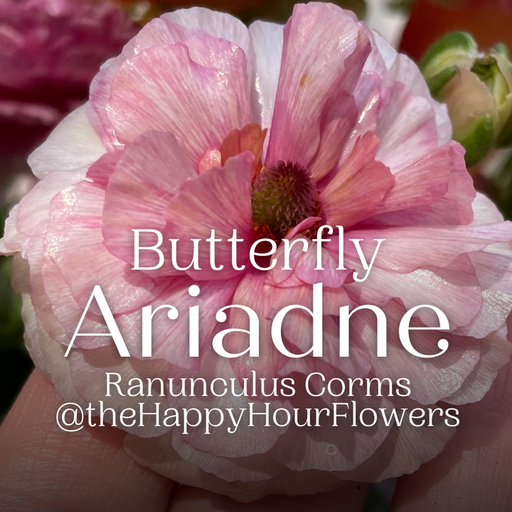 Pink flower with 'Butterfly Ariadne' text and branding details.