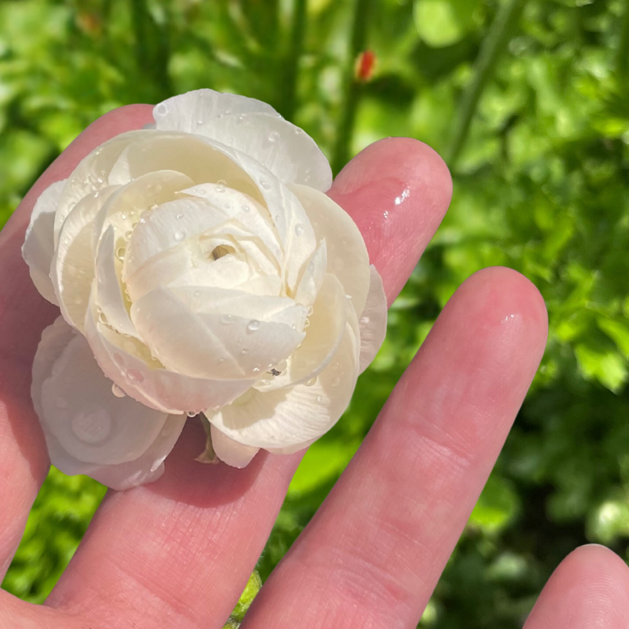 Clone Ranunculus Corms; Egalatine- Pack of 5