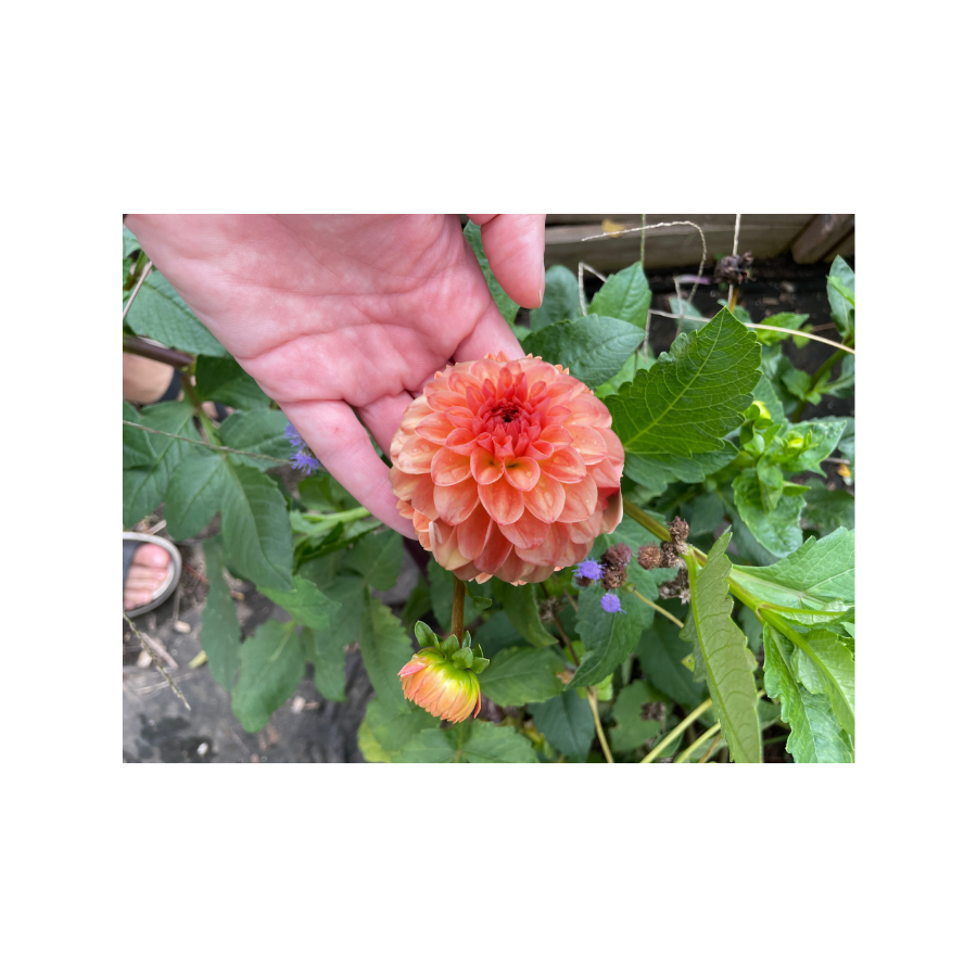 A hand presenting a lovely orange dahlia bloom, illustrating the Sebastian Dahlia Tuber from The Happy Hour Flowers. An ideal dahlia tuber for planting, this flower excels in any garden or floral arrangement.