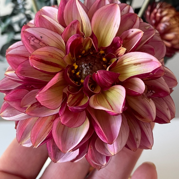 A close-up of a Senior's Hope Dahlia flower showing its intricate petals and rich colors, perfect for garden enthusiasts. This striking bloom is brought to you by The Happy Hour Flowers.