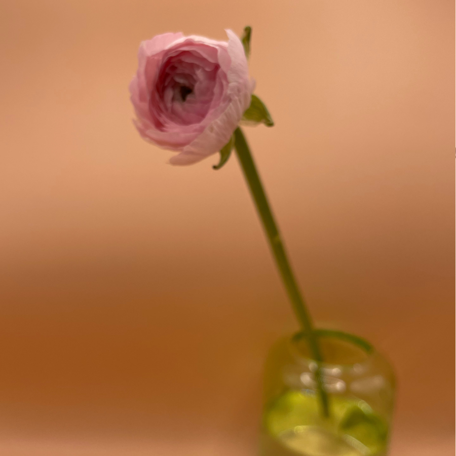 Amandine Ranunculus Corms; Chamallow - Pack of 10