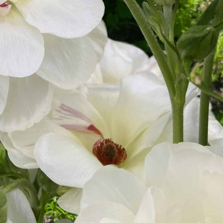 Close-up of delicate Ninos butterfly ranunculus corms with intricate light petals, highlighting the beauty of these unique flowers from The Happy Hour Flowers.