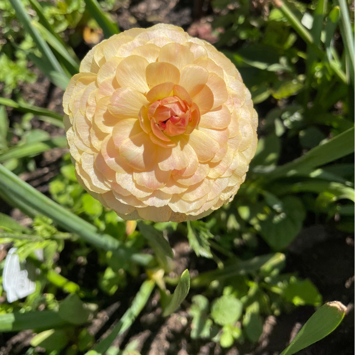 Beautiful yellow Half-Clone Ranunculus bloom from The Happy Hour Flowers, perfect for wedding arrangements. Ideal for cut flower growers, this bloom showcases the vibrant colors of the wedding pastel mix. Half-Clone Ranunculus corms are available for planting in Arlington.