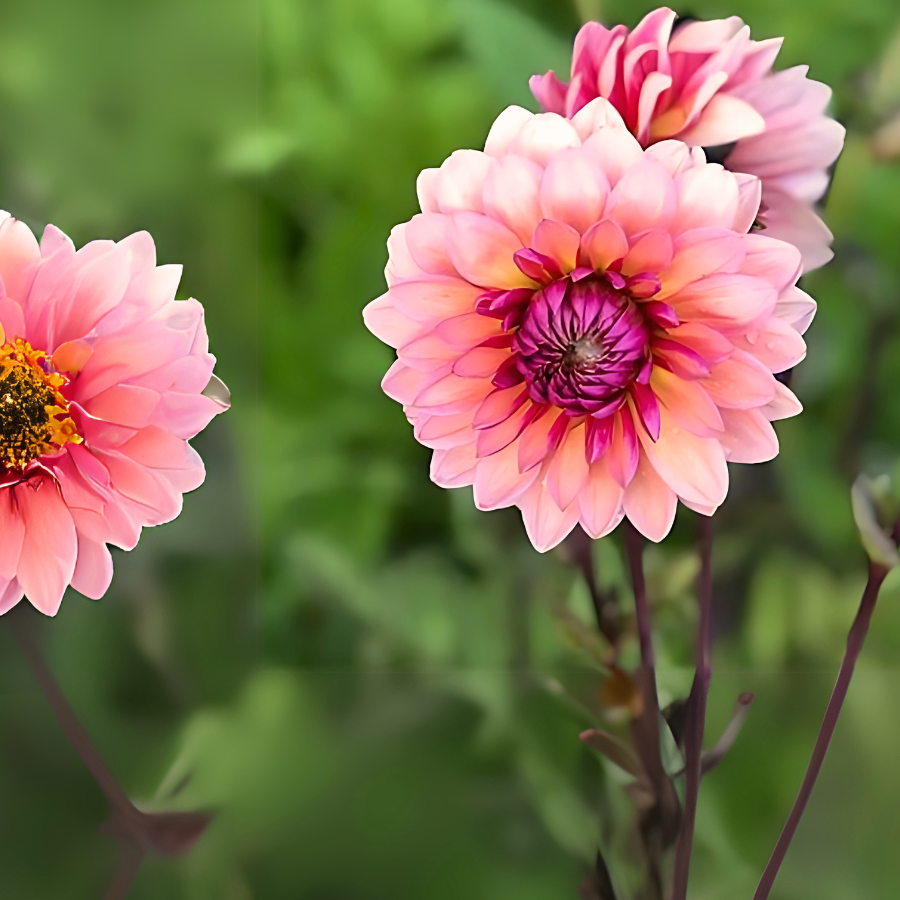 Two lovely Sweet Sanne Dahlia Tubers display their beautiful plum and blush tones. This dahlia variety, offered by The Happy Hour Flowers, is a best seller and a colorful addition to any garden, perfect for those looking to cultivate stunning outdoor blooms effortlessly.