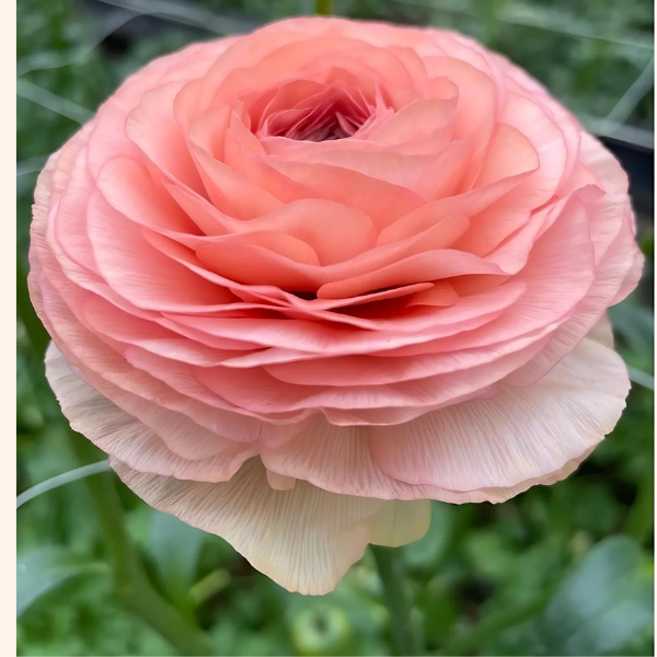 a close up of a pink flower in a field