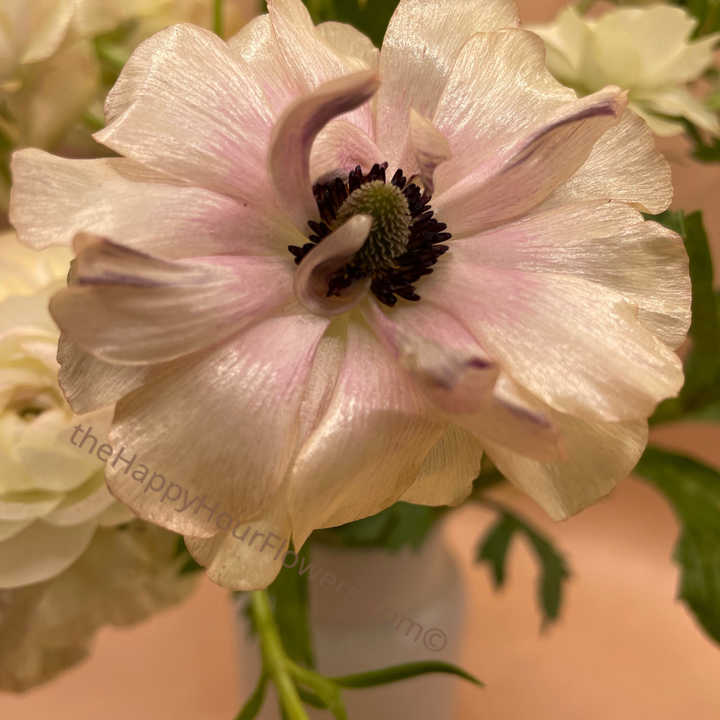 Ranunculus Butterfly Hestia Corms for Sale