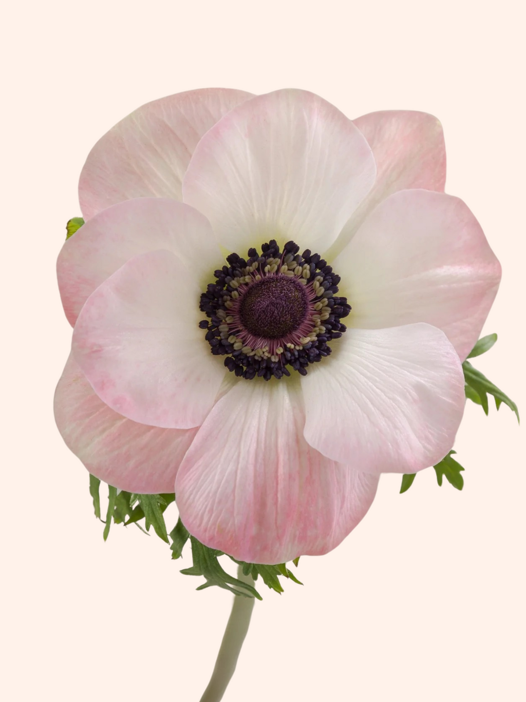 Anemone The Edge Rosa
Mistral Plus