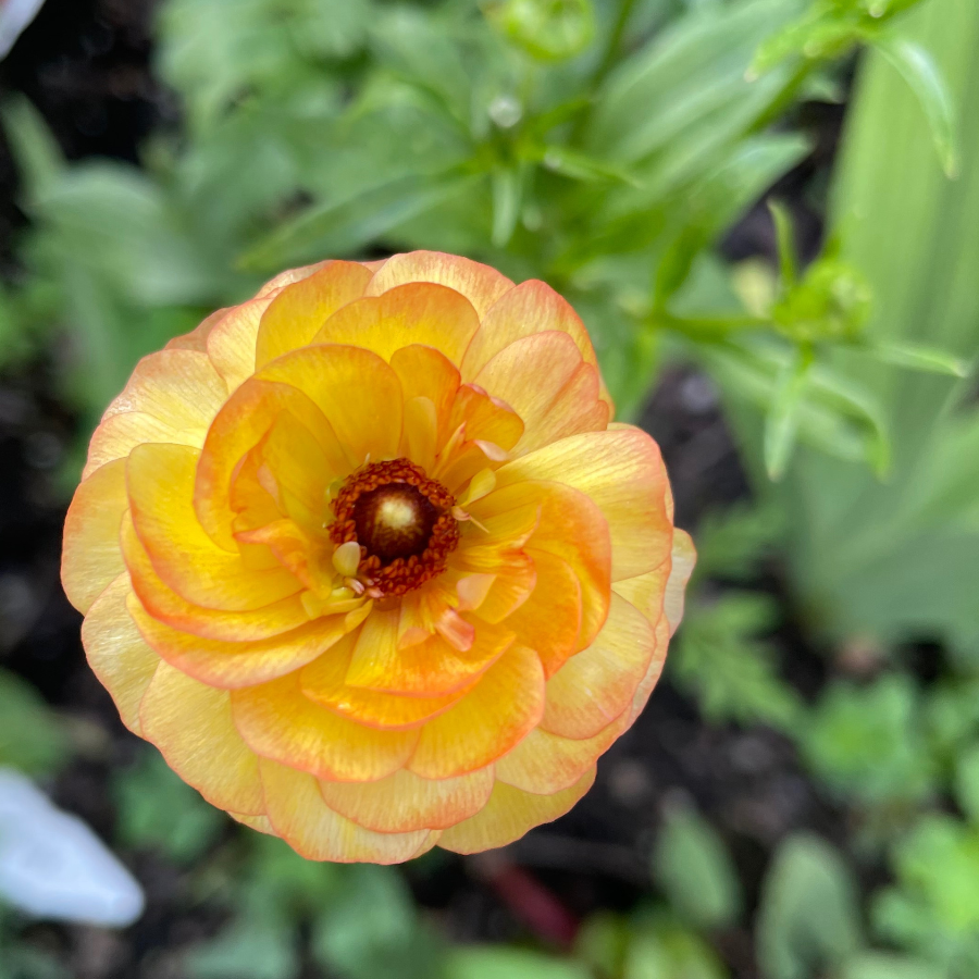 Butterfly Ranunculus Corms; Lotis- Pack of 5