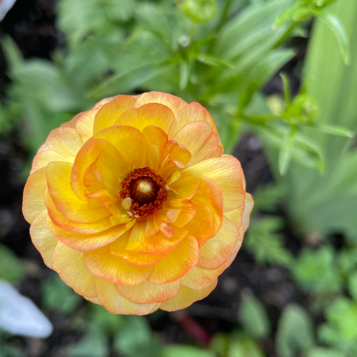 Butterfly Ranunculus Corms; Lotis- Pack of 5