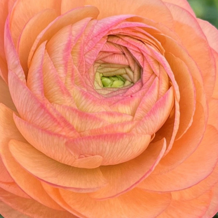 a large orange flower with a green center