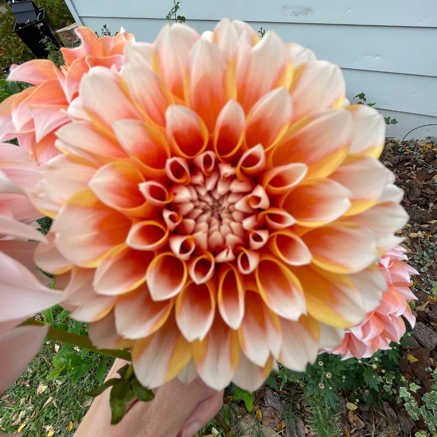 An elegant Peaches Dahlia bloom displayed against a contrasting background, illustrating the flower's robust structure and vibrant colors. This stunning offering from The Happy Hour Flowers encapsulates the beauty of dahlias known for their diverse varieties. Ideal for gardening, this dahlia tuber is a favorite among outdoor plants and flower bulbs.