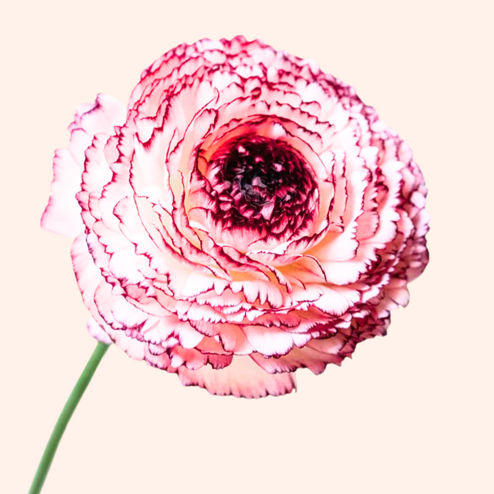 a pink and white flower on a white background