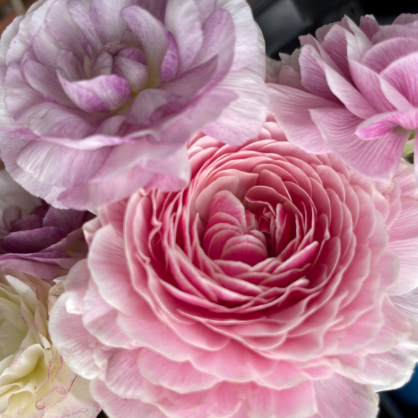 Amandine Ranunculus Corms; Porcelaine- Pack of 10