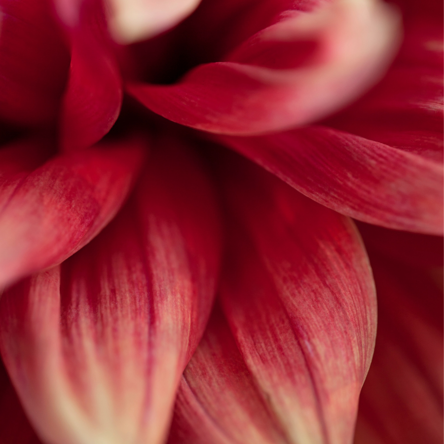 A hand-held All That Jazz Dahlia with bright pink and coral petals, captured in a blooming garden scene. This delightful flower, offered by The Happy Hour Flowers, showcases its beauty among other cut flowers, including black diamond and burgundy tones. Keywords: all that jazz dahlia, black, farm, farmer, Floret, flower, magenta, orange, red.