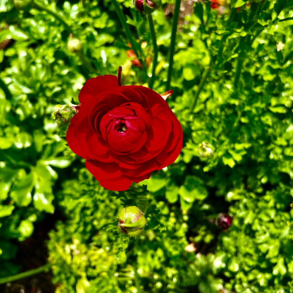 A vibrant red Amandine ranunculus flower blooming in a garden, brought to you by The Happy Hour Flowers. This striking flower is an excellent choice for cut flower arrangements, adding a touch of amandine beauty to any floral display or wedding.