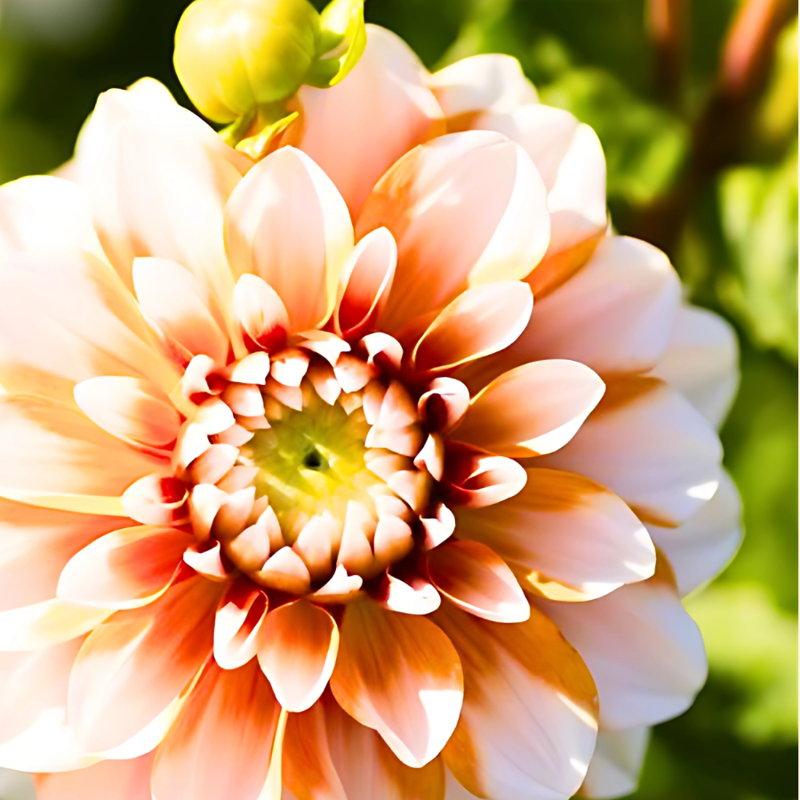 Tangerine dahlia orange and Ivory for sale