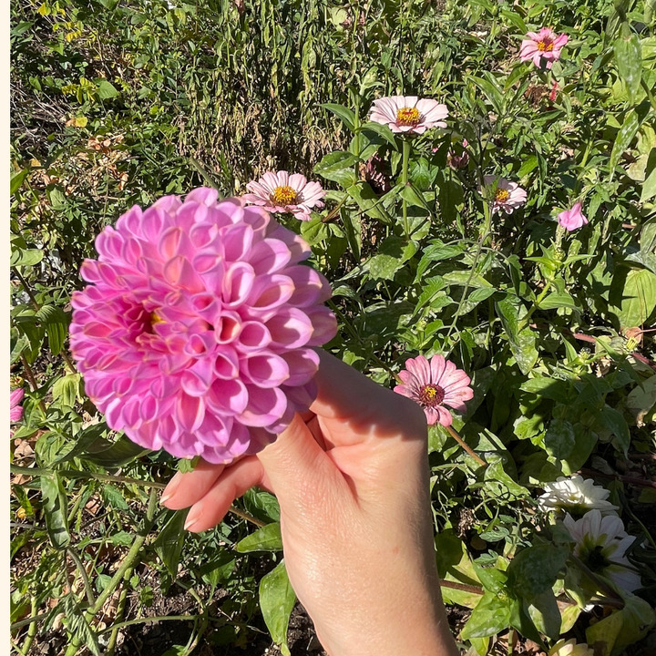 In this outdoor scene, a hand holds a beautiful Marshmallow Baby Dahlia from The Happy Hour Flowers, surrounded by a vivid setting of other colorful flowers. This best seller among dahlia tubers offers a vibrant blush hue, making it perfect for gardeners who appreciate stunning garden blooms. A true testament to dahlia varieties that are easy to grow and enhance any plant collection.