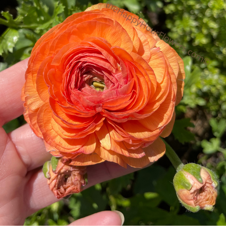 Amandine Ranunculus Corms Salmon by The Happy Hour Flowers, highlighting a vibrant orange ranunculus blossom held gently, showcasing its lush, layered petals.