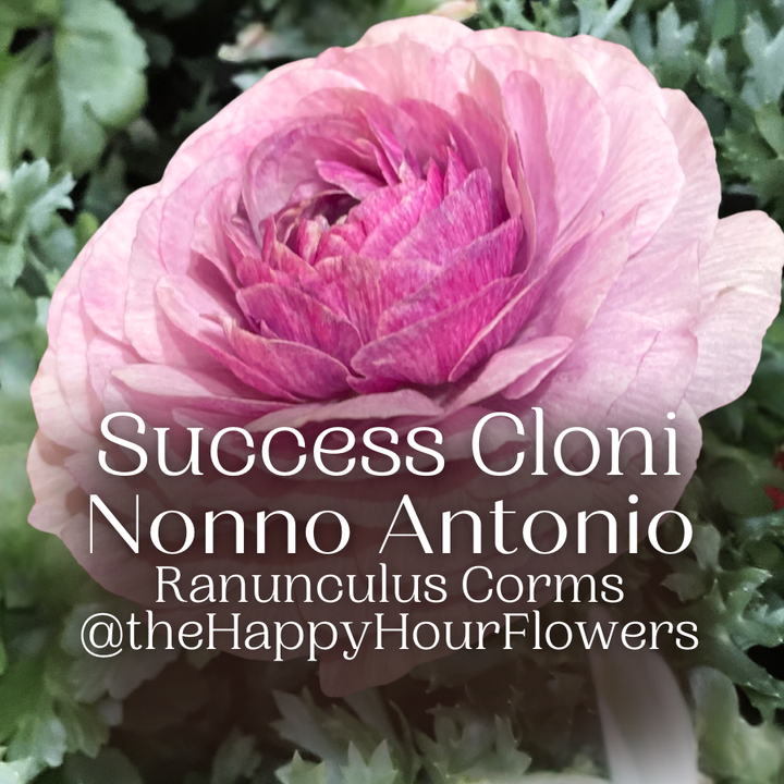 Success Cloni Ranunculus Corms; Nonno Antonio- Pack of 5