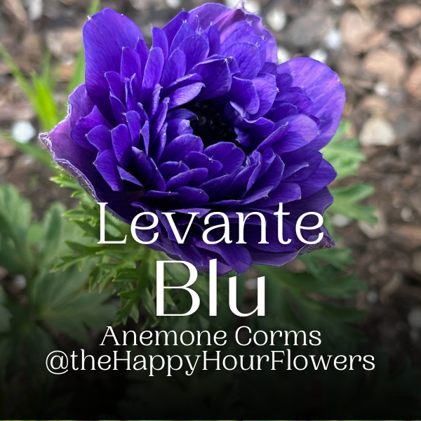 Elegant capture of Levante Blu Anemone from The Happy Hour Flowers, featuring a rich dark blue color. This stunning flower is perfect for unique bouquets and cutting gardens. Pair this with Levante Azzuro or various specialty cut flowers for beautiful wedding decor.