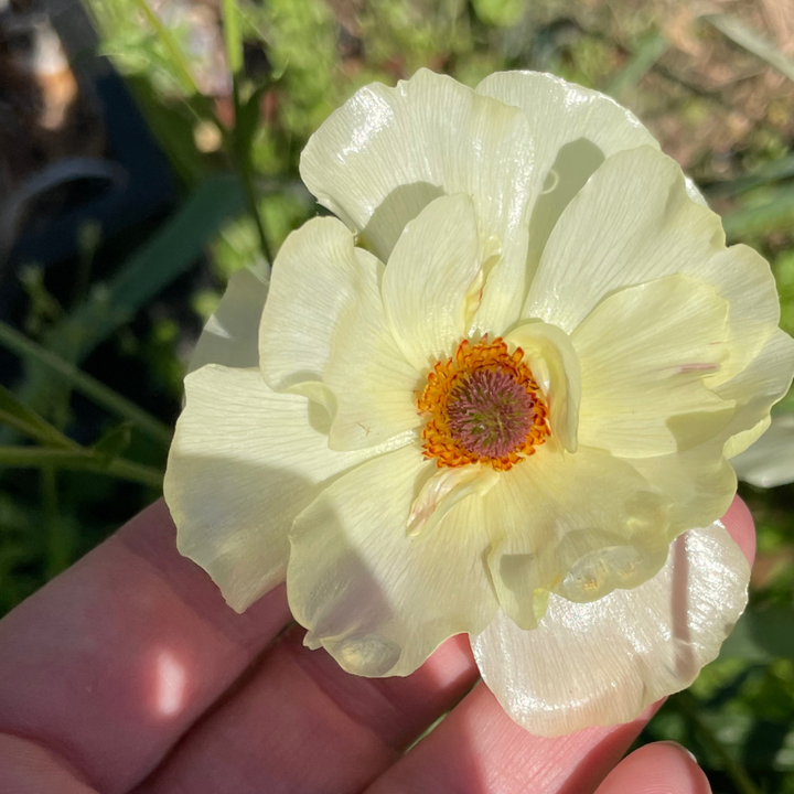 Butterfly Ranunculus Helios, pale yellow