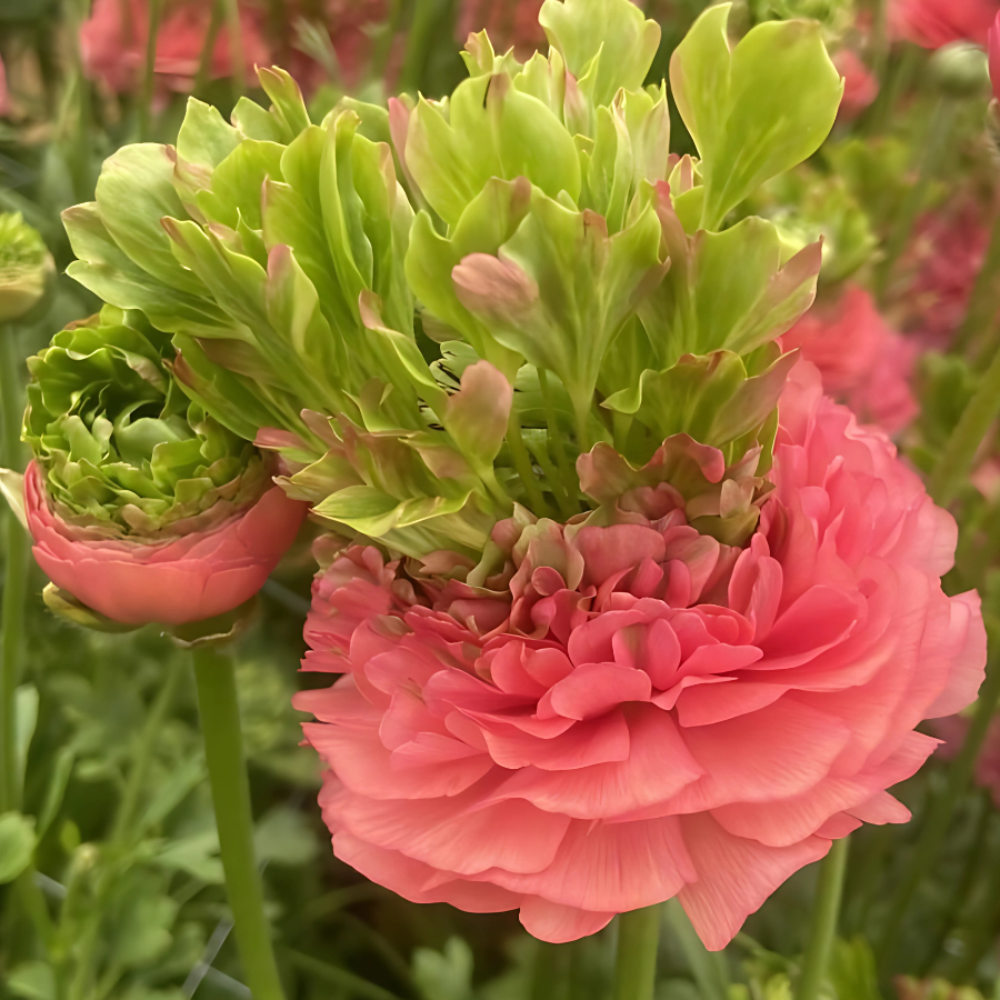 Elegant pink Romance Ranunculus Crown Bastille flowers in a garden, featuring lush petals and a green crown, perfect for any floral garden.