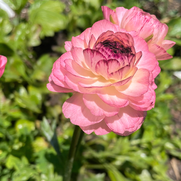 Elegance Ranunculus Corms; Rosa Striato- Pack of 10