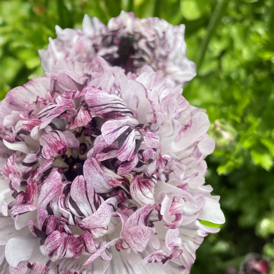 Seti Ranunculus Shop Brushmark Ranunculus Corms Now! – The Happy Hour Flowers