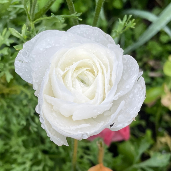 Elegance Ranunculus Corms; Bianco- Pack of 10