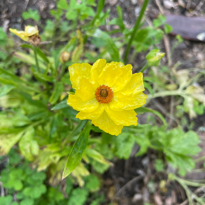 Another close-up of a vivid yellow Butterfly Ranunculus bloom, emphasizing the intricate petal structure, shared by The Happy Hour Flowers.