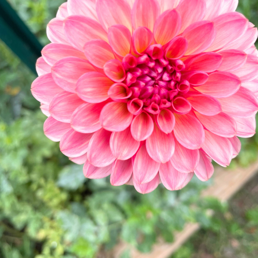 A close-up of the Sweet Sanne Dahlia Tuber, highlighting its beautiful blush petals. This colorful dahlia, available at The Happy Hour Flowers, is a top choice for garden blooms. It adds a stunning touch to any outdoor plant collection, blending seamlessly with a variety of dahlia types and other colorful flowers.