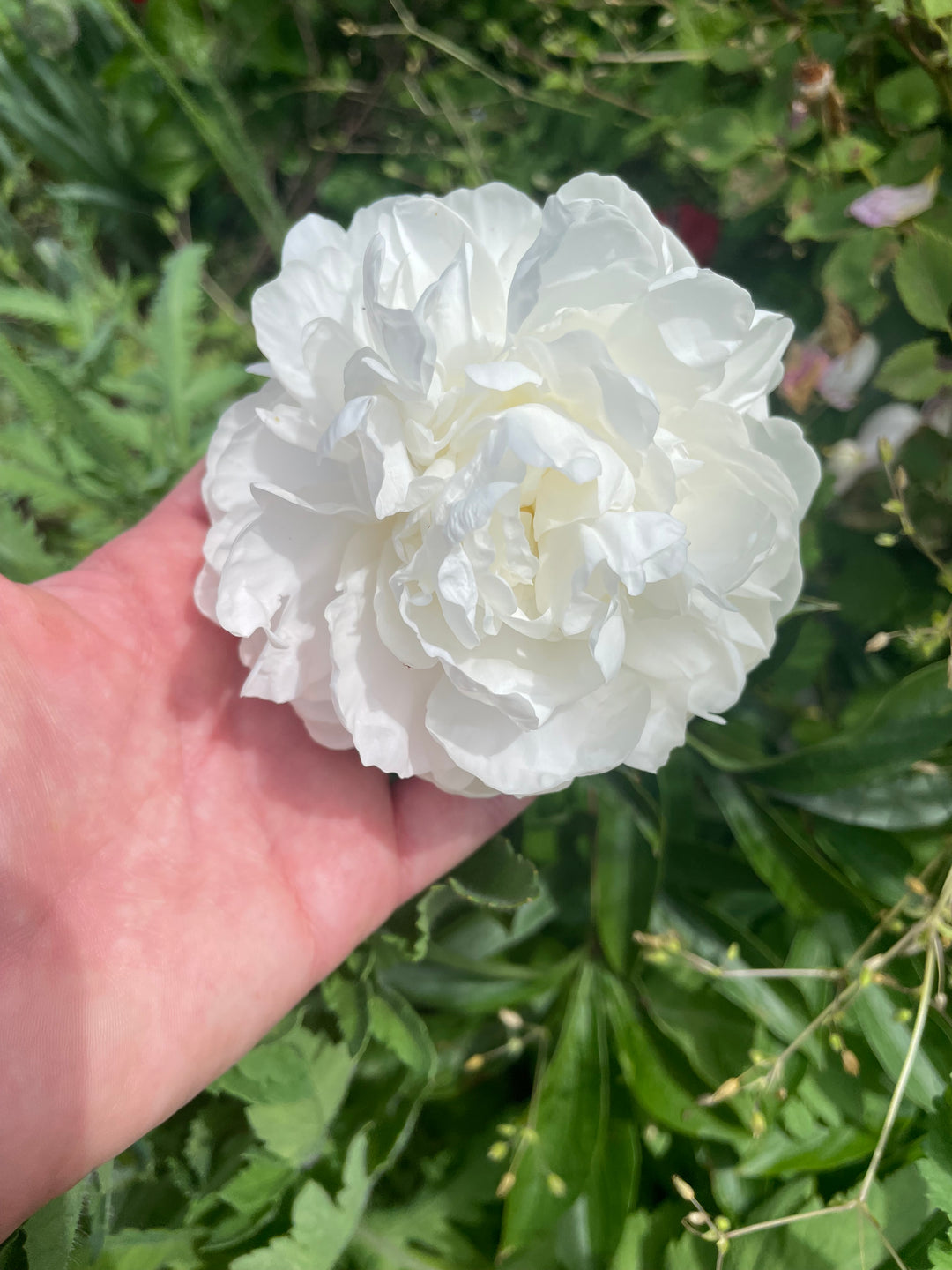 Peony Bare Root Madame Claude Tain