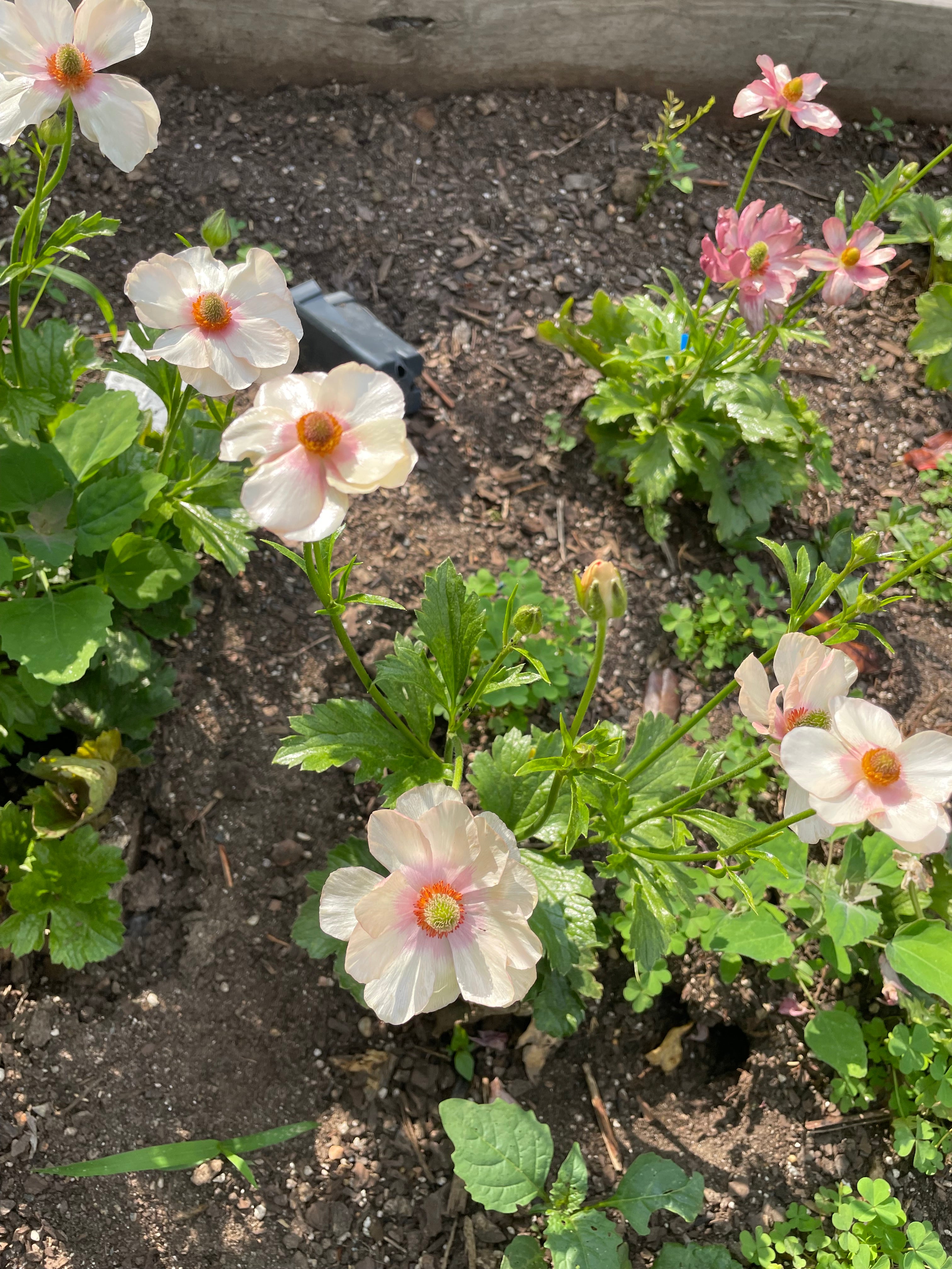 Butterfly Ranunculus Corms - Pack of 5 – The Happy Hour Flowers