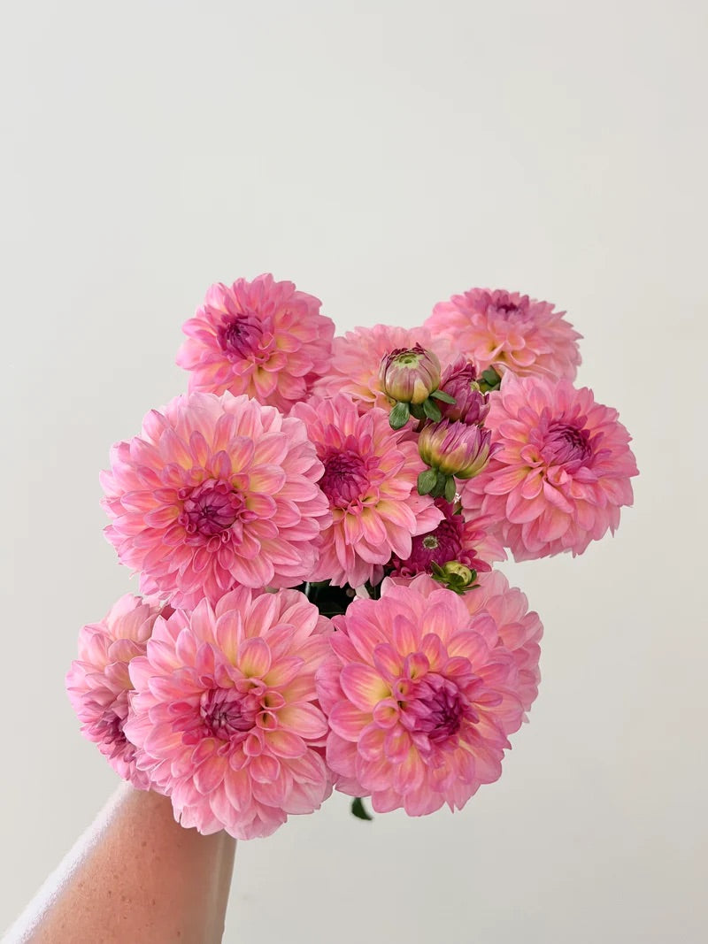 Esli pink dahlia