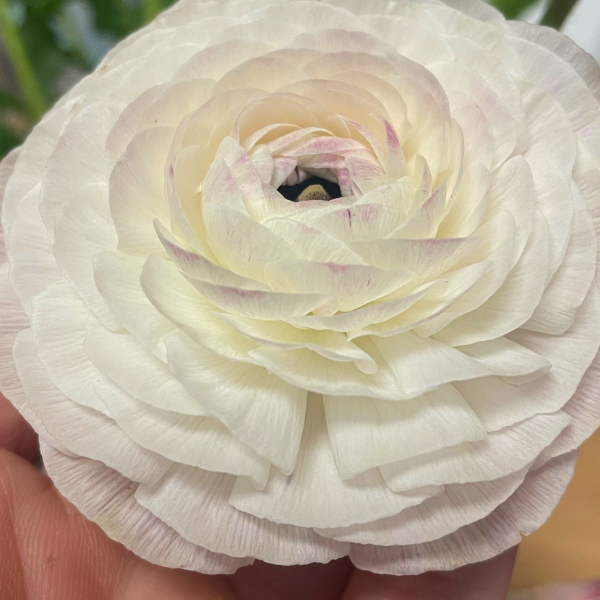 Close-up of a white flower with a blurred background