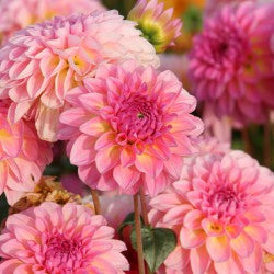 Esli pink dahlia