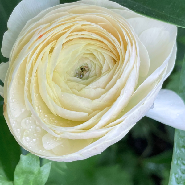 Clone Ranunculus Ardeche Clone Ranunculus Corms - 5 Pack – The Happy Hour Flowers