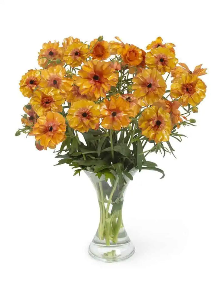 Butterfly Ranunculus Phosphorus Corms- Pack of 5