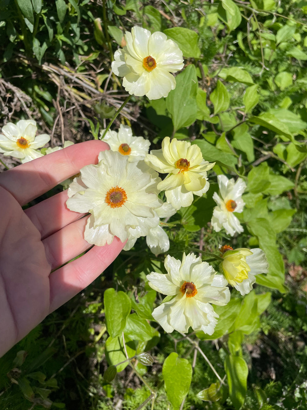 a hand holding a bunch of white flowers