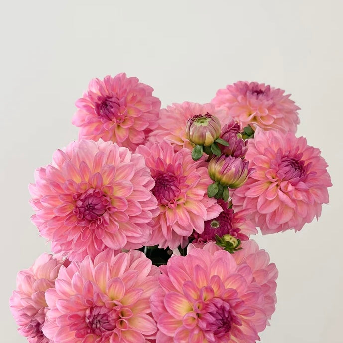 Esli pink dahlia